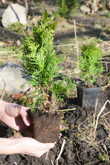 Planting Thuja. Gardener Hands Planting Cypress tree,  Transplant Thuja with Roots