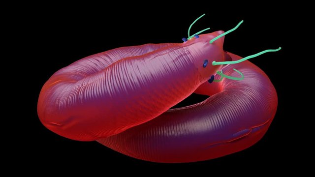 Nematode worm