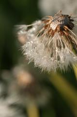 dandelion flower background of the summer landscape.