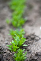 lettuce growing on garden bed