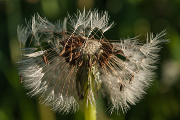dandelion flower background of the summer landscape.