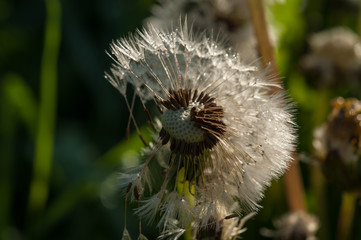 dandelion flower background of the summer landscape.
