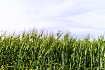 Wheat fields, Val d'Orcia, Tuscany