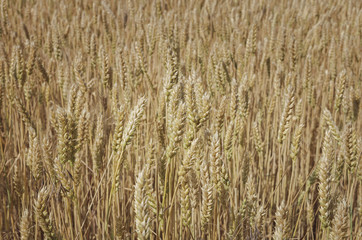 Fototapeta premium Wheat field background