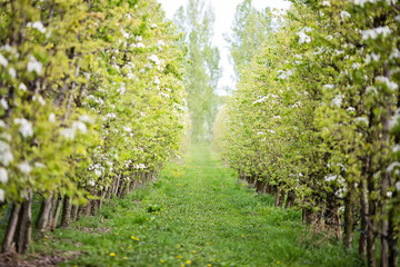 Fototapeta na wymiar Orchard right before bloom,spring green trees nature background