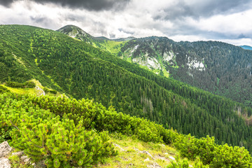 Fototapeta premium Green mountain forest, landscape