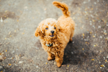 Playful Toy poodle puppy posing. Brown poodle puppy standing on the ground and looking up.