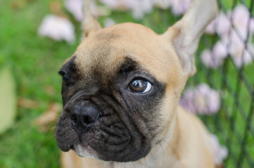 Obraz premium The French Bulldog in outdoor grass