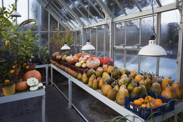 Pumpkins in the greenhouse  in winter in an organic garden in England. 