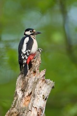 Great Spotted Woodpecker Dendrocopos major sitting on old tree