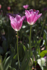 Tulip