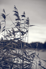 Reeds by a lake - 151232837