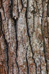 Dark fir bark background. Fir bark background. Tree bark texture