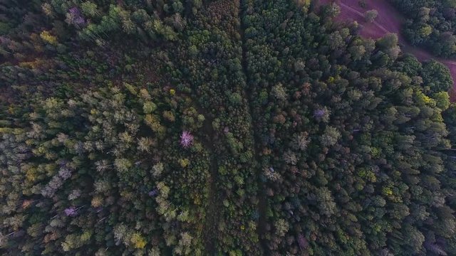 Flying up view from above of autumn mountain forest.