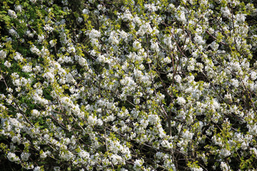 Blooming cherry tree in spring