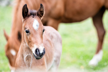 Brown baby horse outdoors, close-up - Powered by Adobe