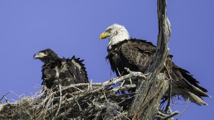 Eaglet And Mom