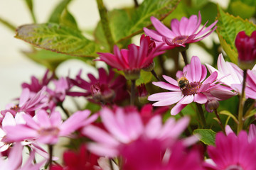Small honeybee pollinating pink African daisies