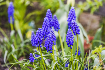 Muscari flower blooming in a garden, spring time.