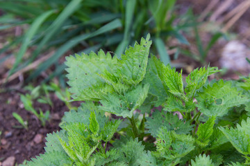 green Bush of nettle on the background of the earth