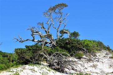 Fototapeta na wymiar Centenary fig tree on the lighthouse beach in Arraial do Cabo, Brazil