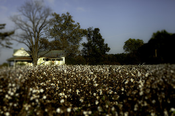 Cotton Fields NC