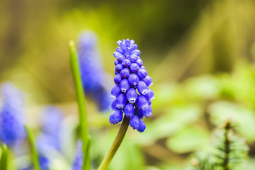 Head of muscari flower in garden, spring time.