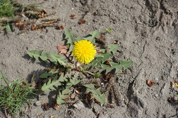 Single yellow flower of dandelion in the dirt © Anna