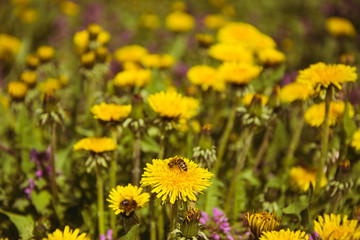 Meadow with yellow dandelions close-up