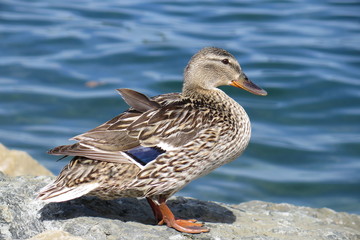 anatra