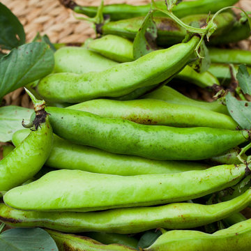 Karmazyn Broad Beans