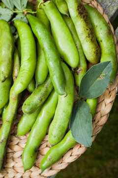 Karmazyn Broad Beans