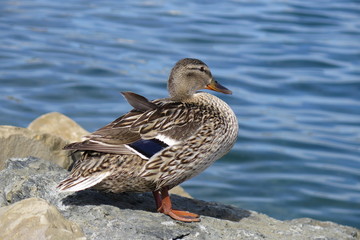 anatra