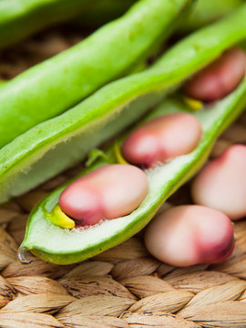 Karmazyn Broad Beans