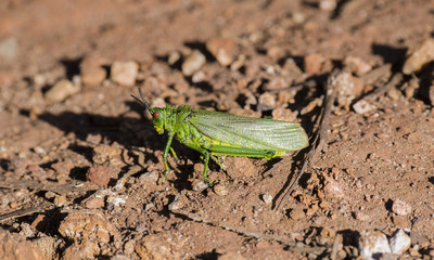 Phyteumas purpurascens Grasshopper on a Red Dirt Road in Northern Tanzania