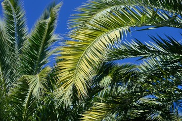 Fototapeta na wymiar palm tree against the blue sky