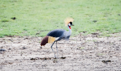 Gray-crowned Crane (Balearica regulorum) in a Muddy Field in Northern Tanzania