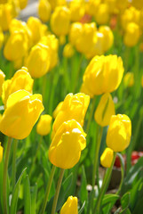 Fototapeta premium Tulipes jaunes au printemps au lever du soleil