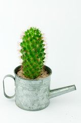 Cactus in a Can in White Background