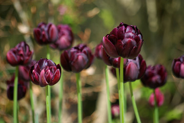 Tulipes noires au jardin au printemps