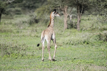 Naklejka na ściany i meble Young Masai Giraffe (Giraffa tippelskirchi) in Northern Tanzania