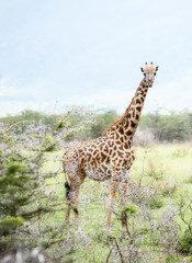 Masai Giraffe (Giraffa tippelskirchi) in Northern Tanzania