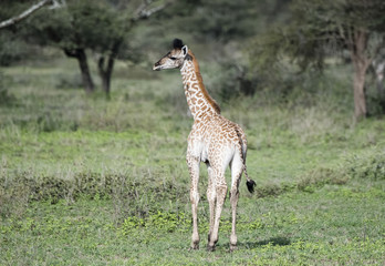 Naklejka na ściany i meble Young Masai Giraffe (Giraffa tippelskirchi) in Northern Tanzania