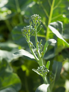Broccolini