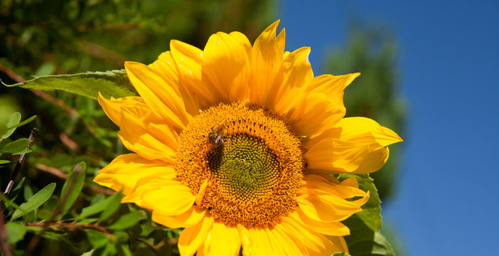 Sunflower with Bumble Bee