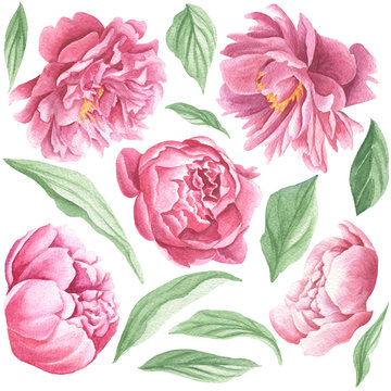 Watercolor peonies, hand drawn flower set with leaves, isolated on white background.