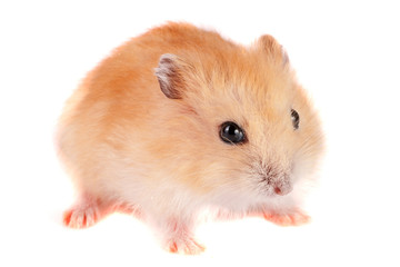 Little funny hamster isolated on white background