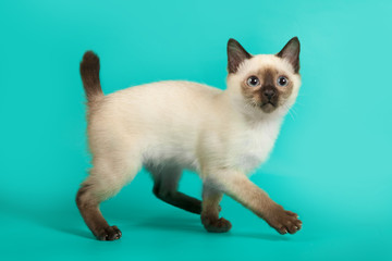 Funny cat with a Siamese color on a turquoise background