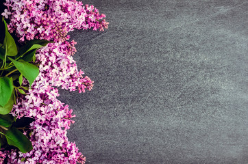 Beautiful lilac on chalkboard background