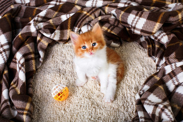 Fototapeta na wymiar Red orange kitten at blue wood